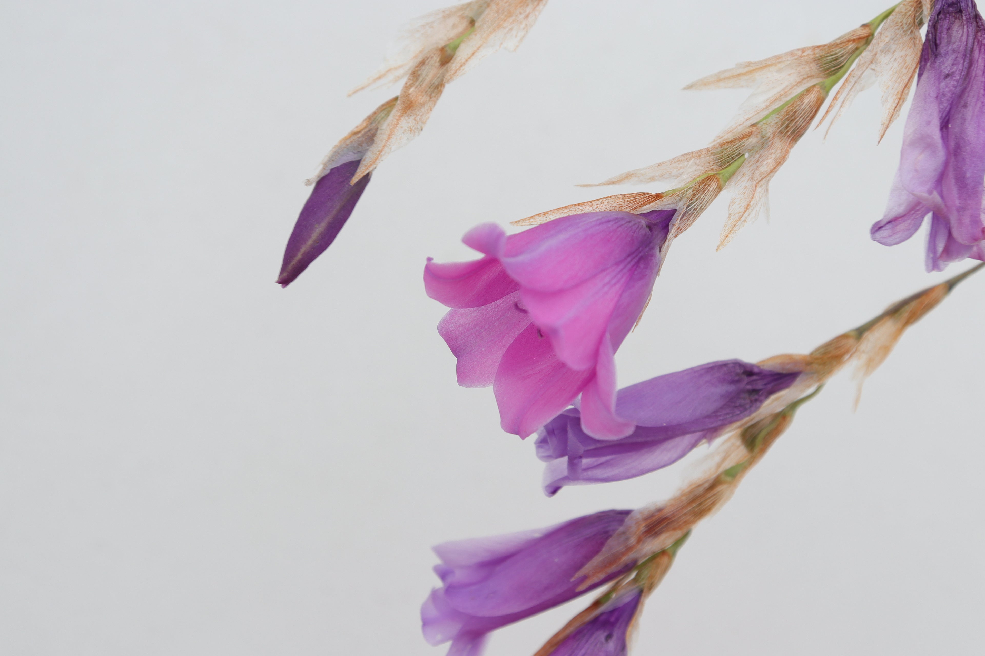 Dierama 'Dragons Blood'