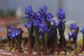Hyacinthella heldreichii
