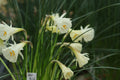 Narcissus bulbocodium x cantabricus 1987-02749BA