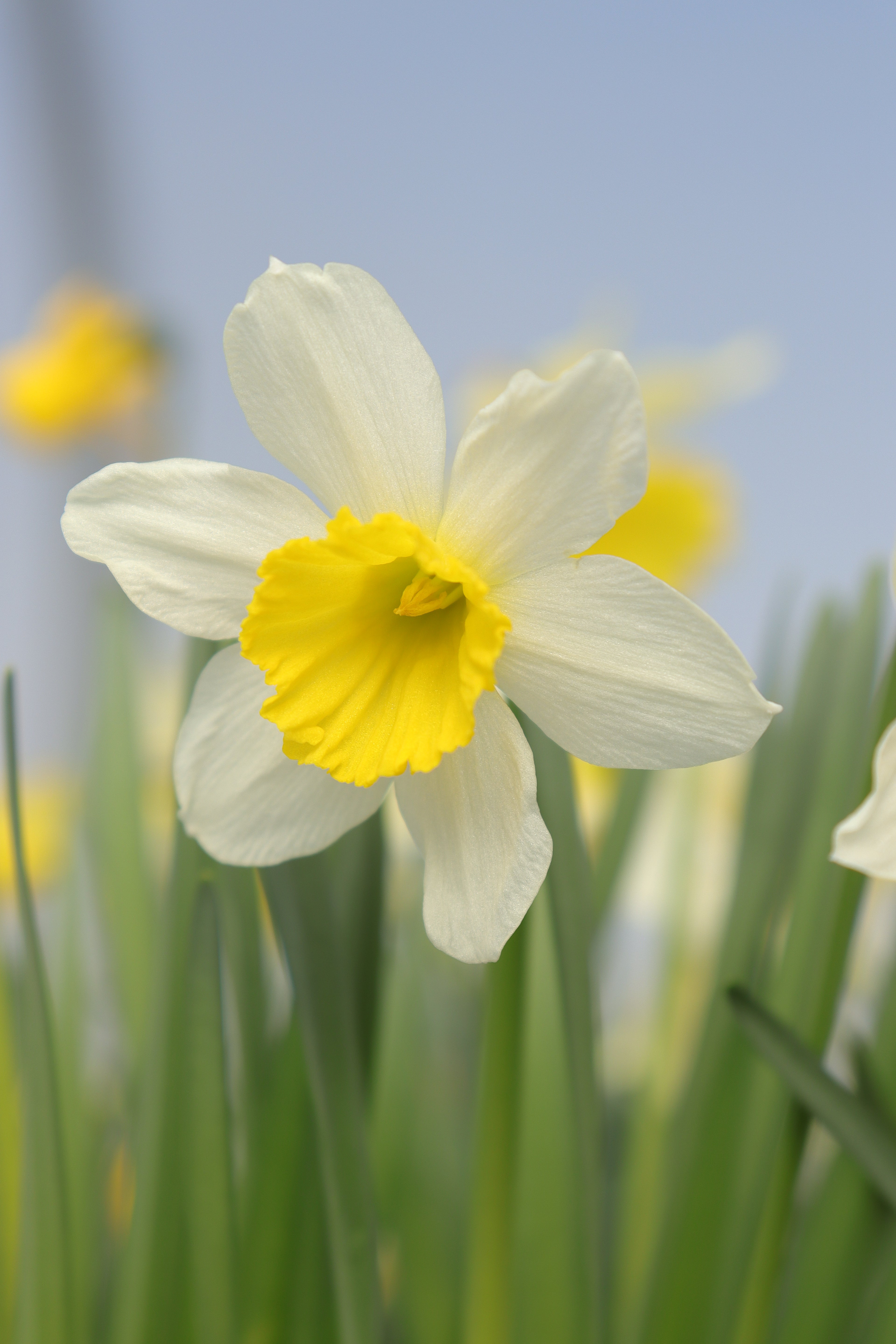 Narcissus 'Little Beacon'