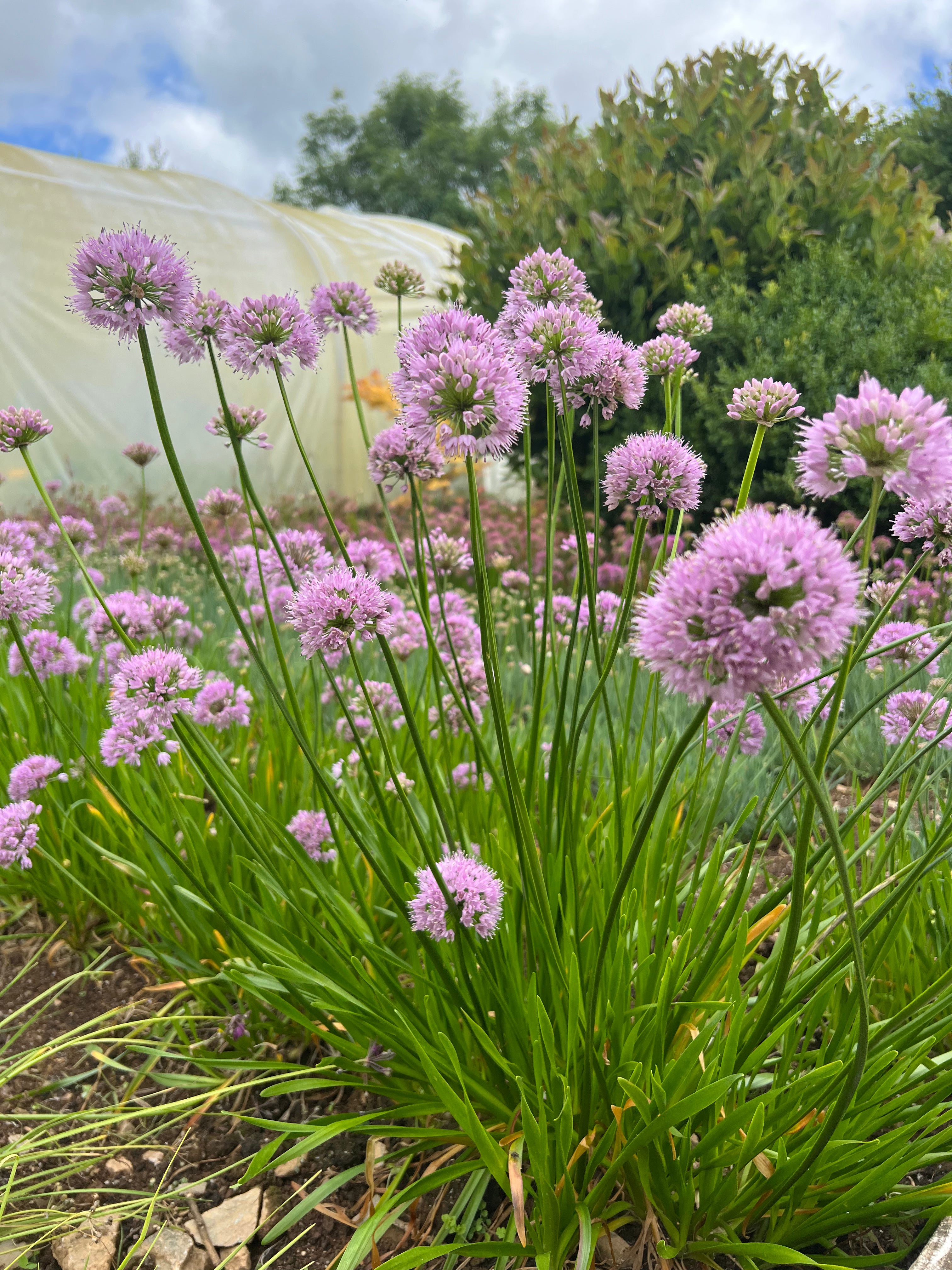 Allium angulosum 'Summer Beauty'