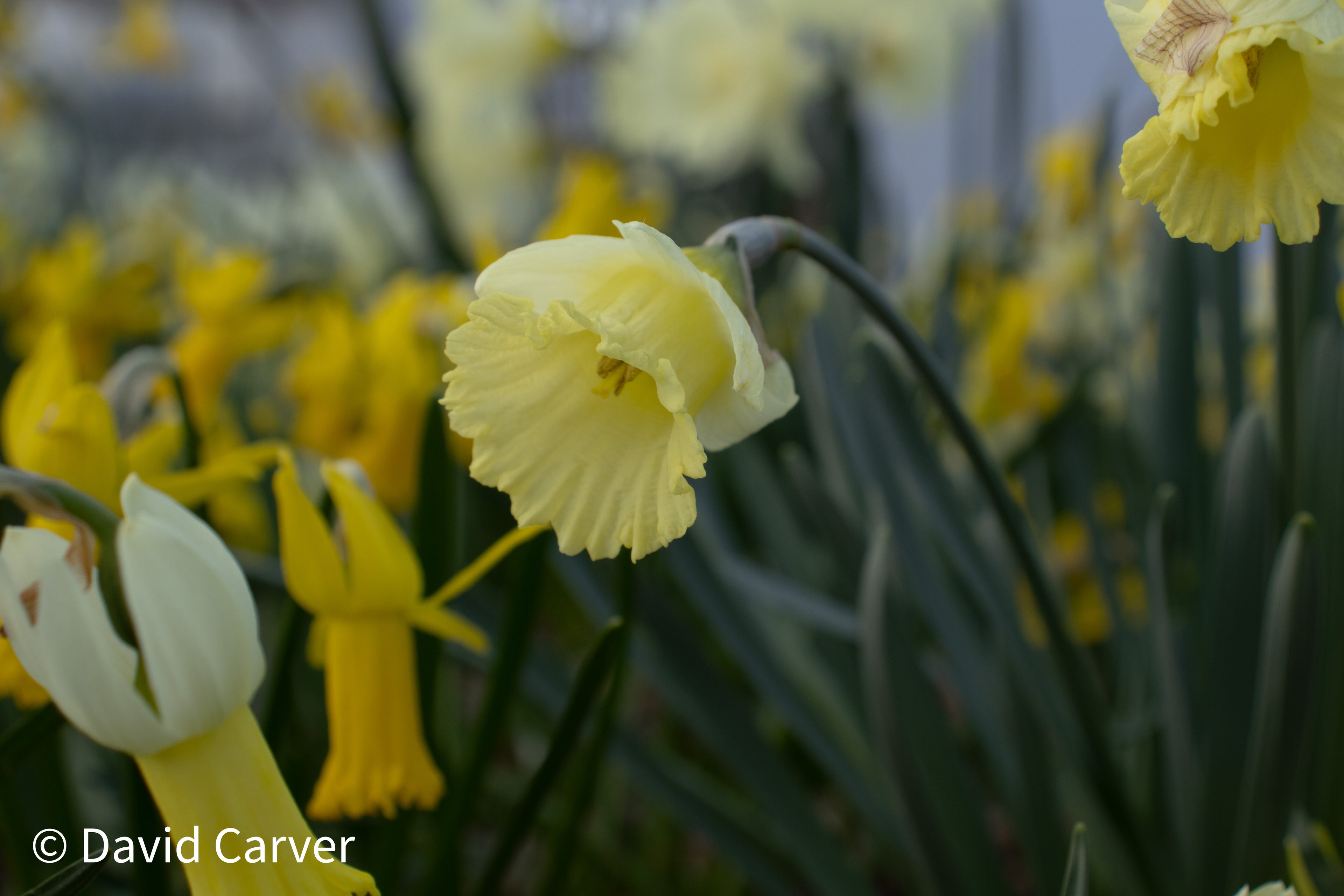 Narcissus 'Gipsy Vale'