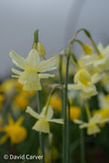 Narcissus 'Little Jen'