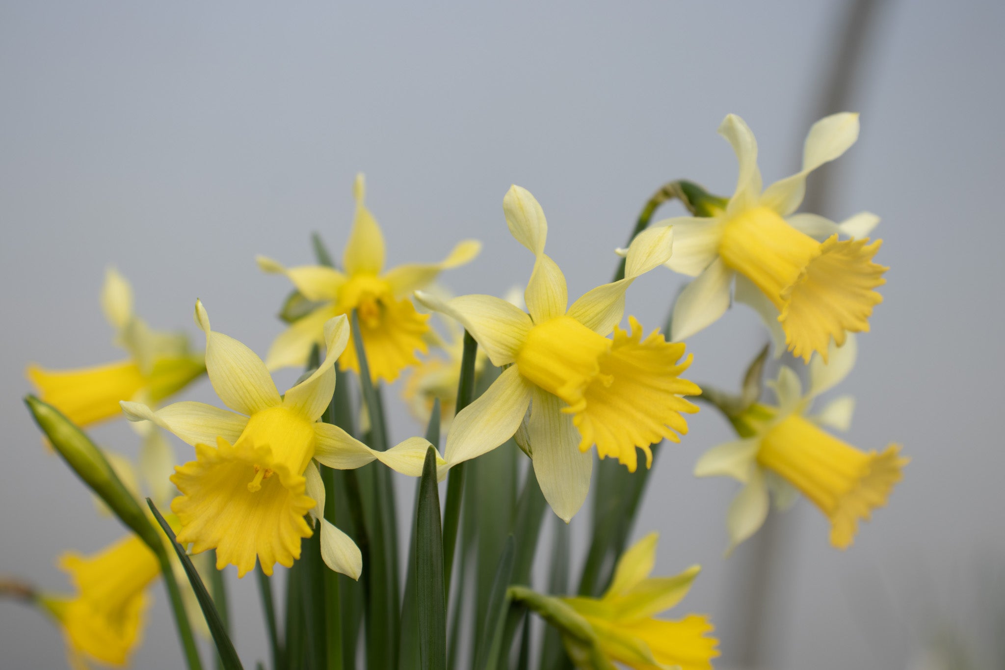 Narcissus 'Peach Twist'