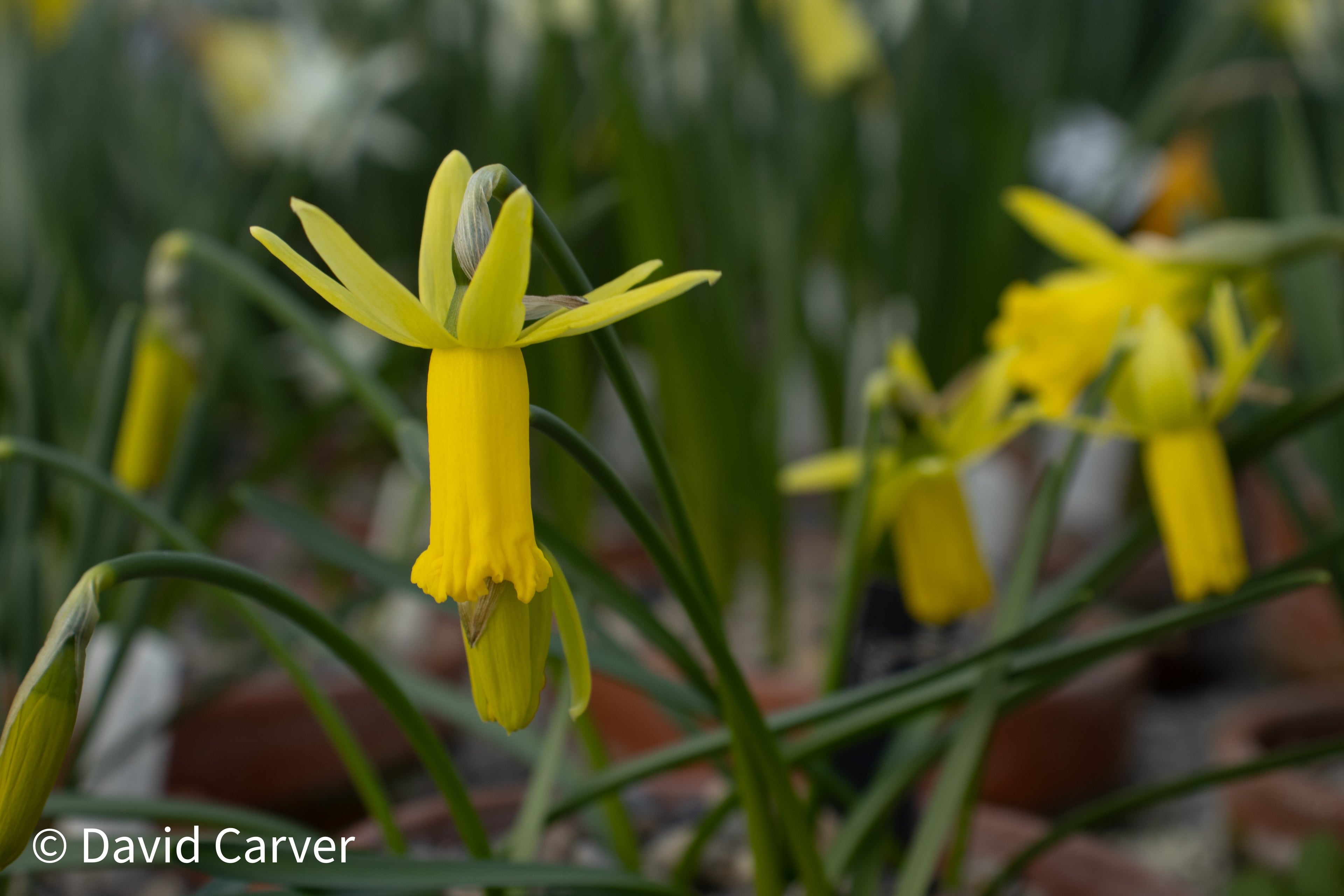 Narcissus 'Snook'