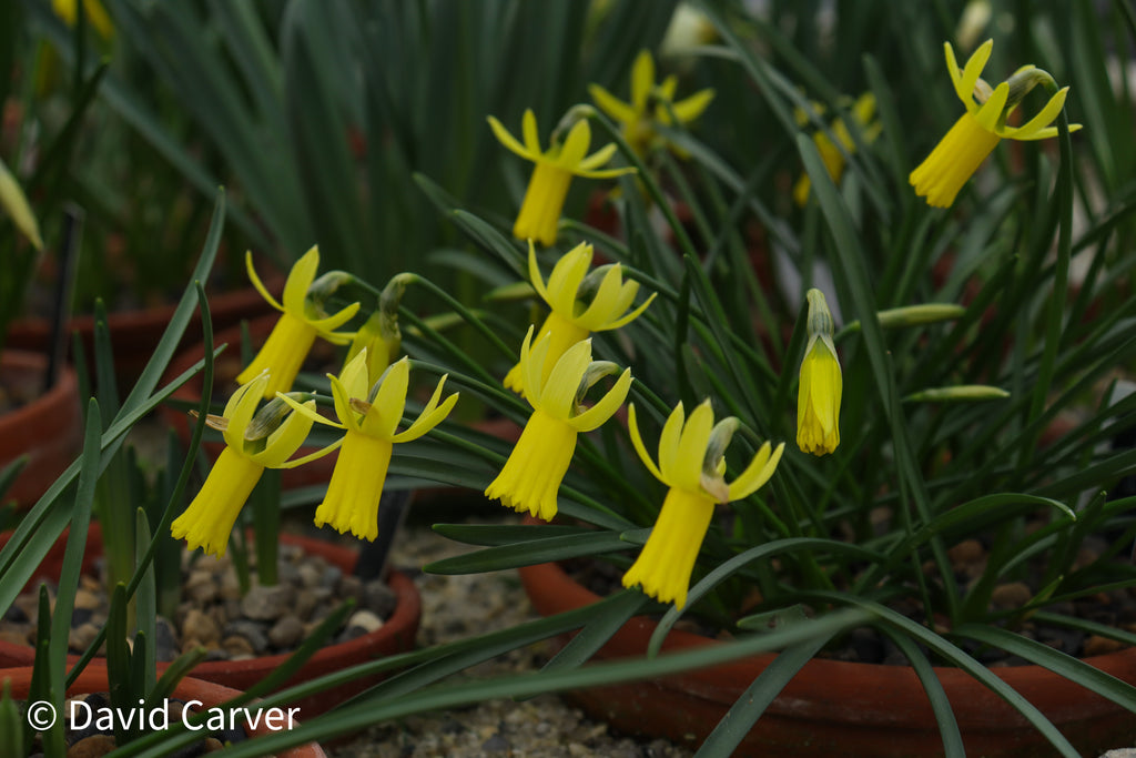Narcissus 'Swiftlet'