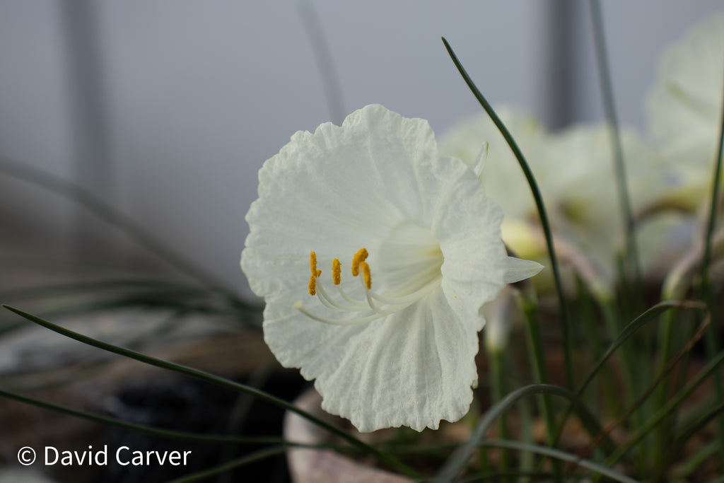 Narcissus cantabricus subsp. petunioides