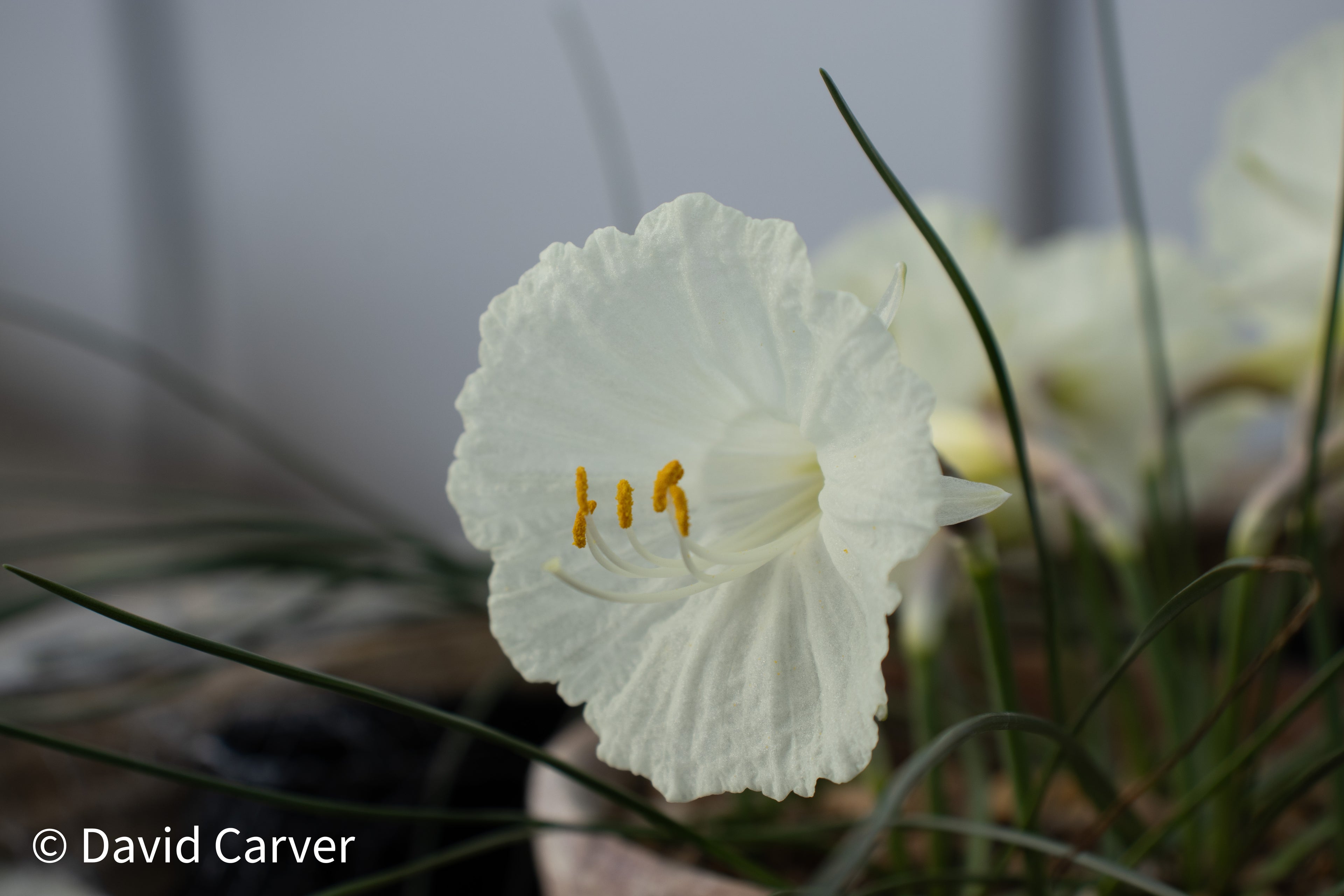 Narcissus cantabricus subsp. petunioides